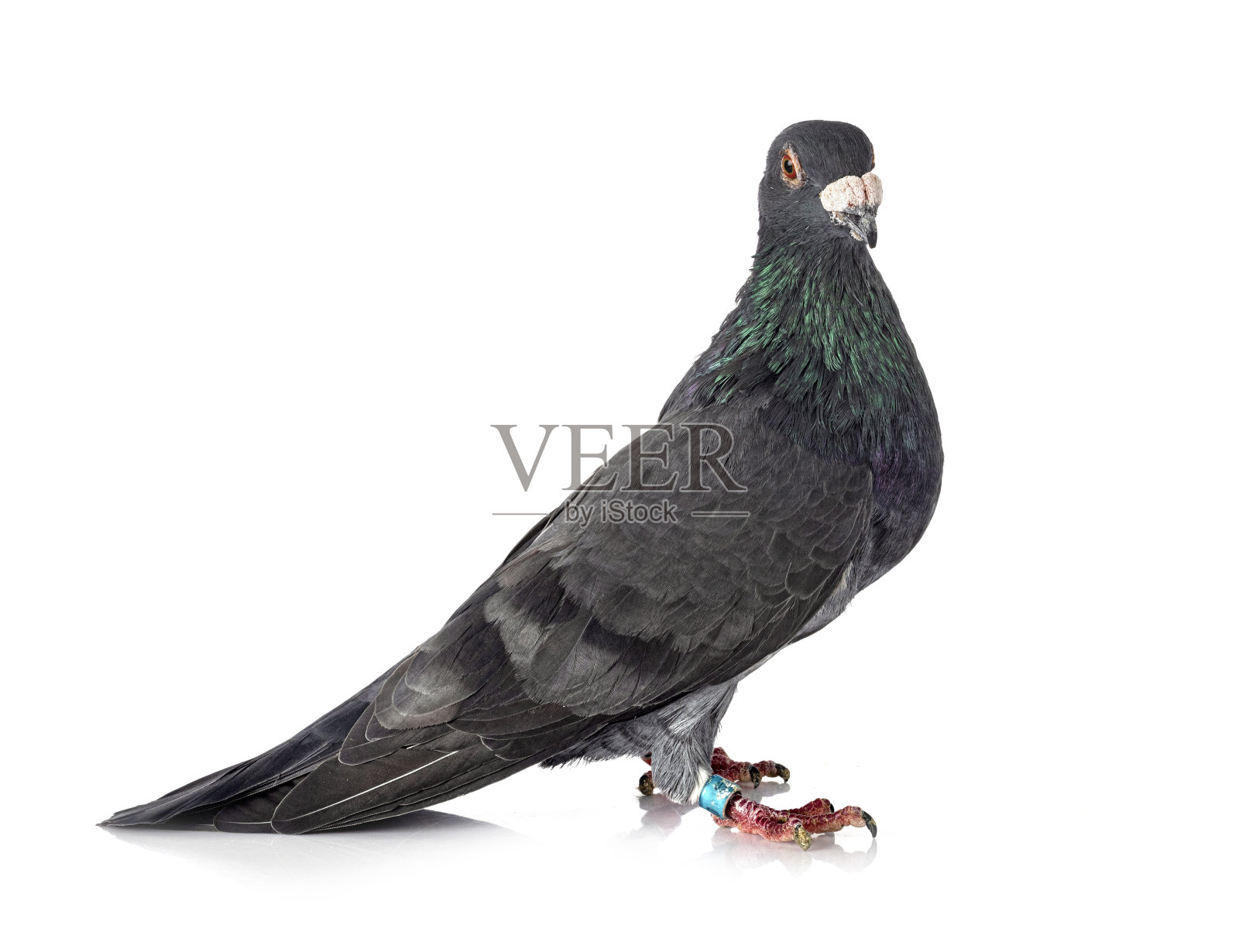 格雷gorguero照片摄影图片