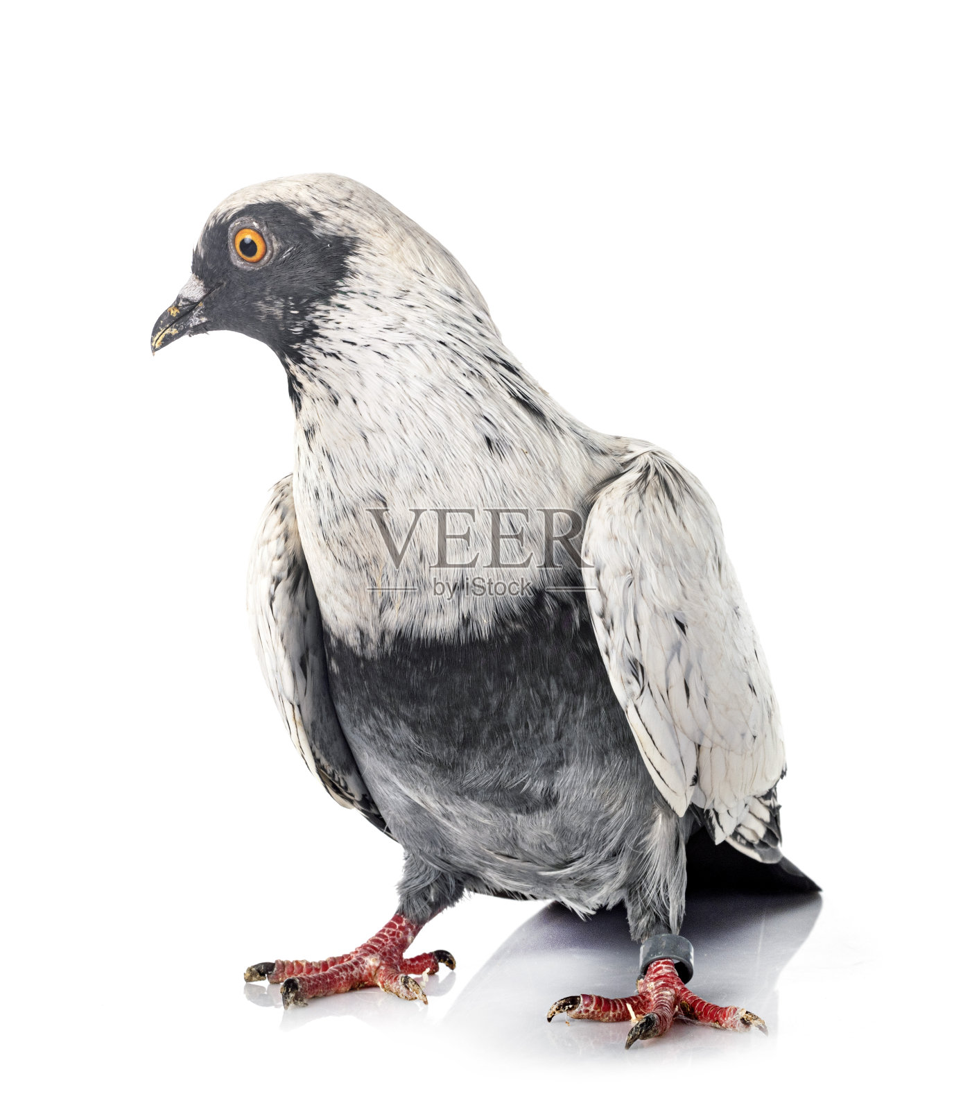 丹麦苏比亚照片摄影图片