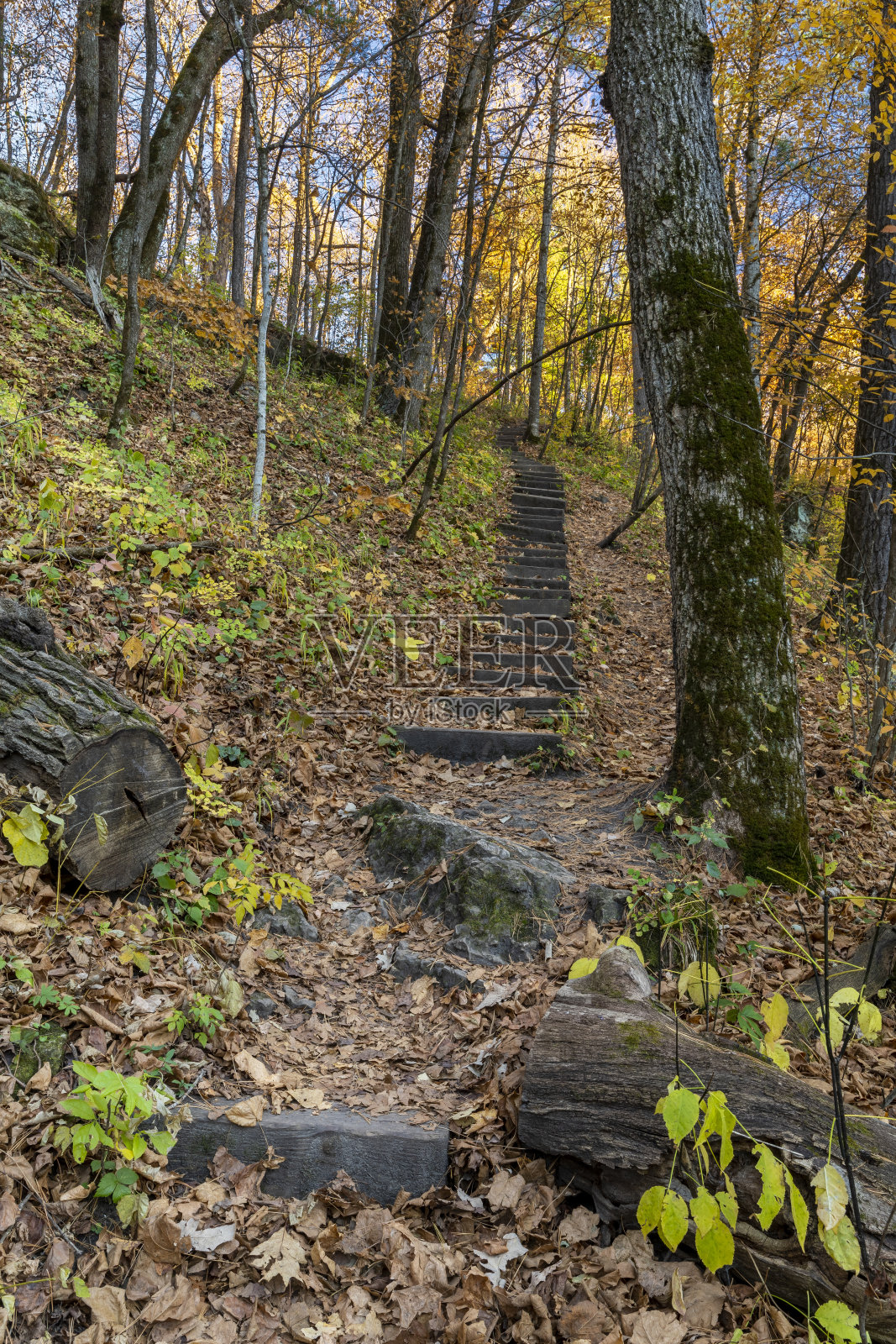 漫步在秋天的树林里照片摄影图片