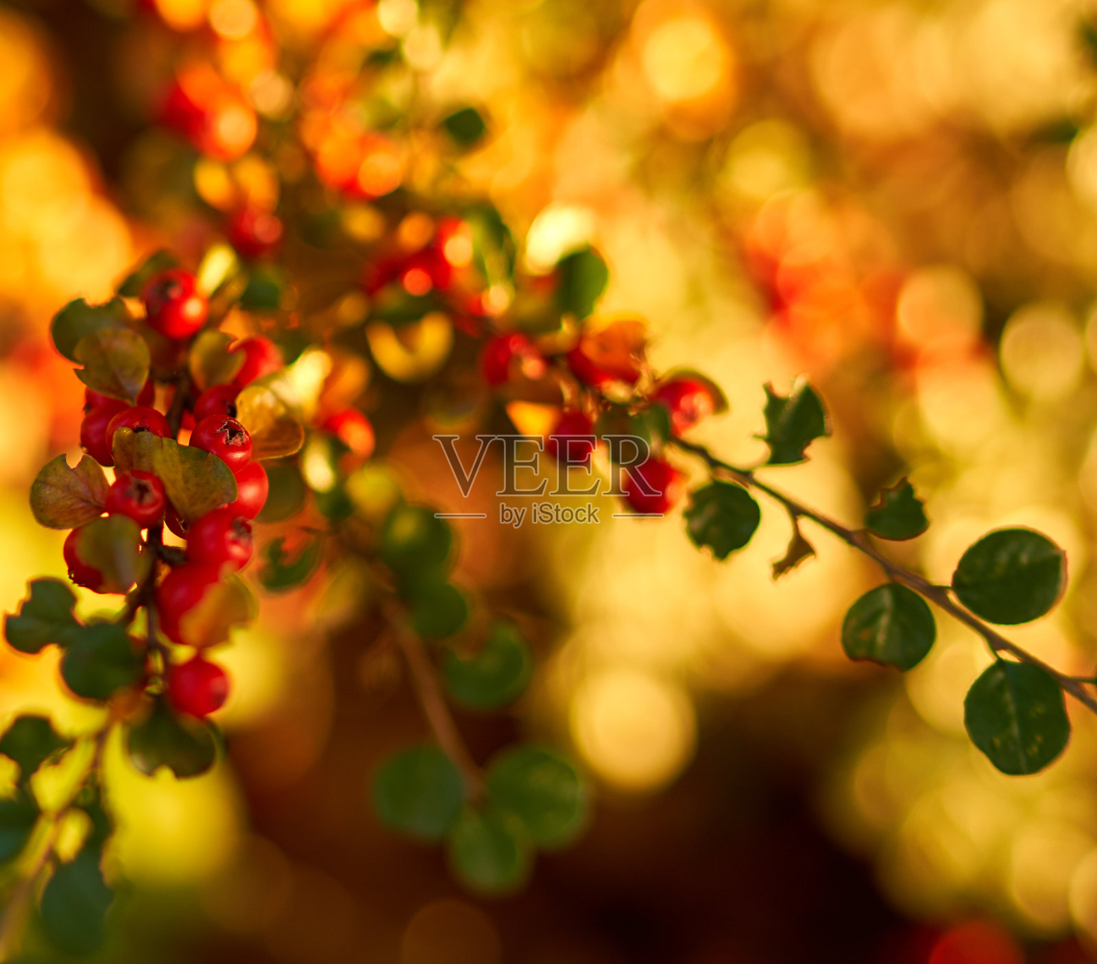 红色的浆果生长在公园的灌木上照片摄影图片