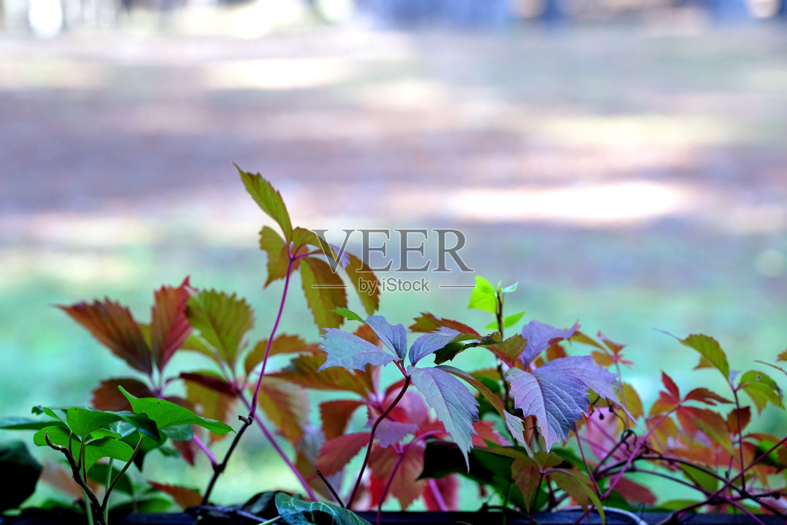 秋季常青藤叶的选择焦点照片摄影图片