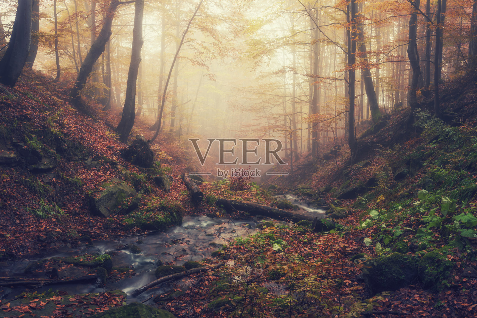 令人惊叹的秋季景观与朦胧的森林和山溪，自然背景照片摄影图片