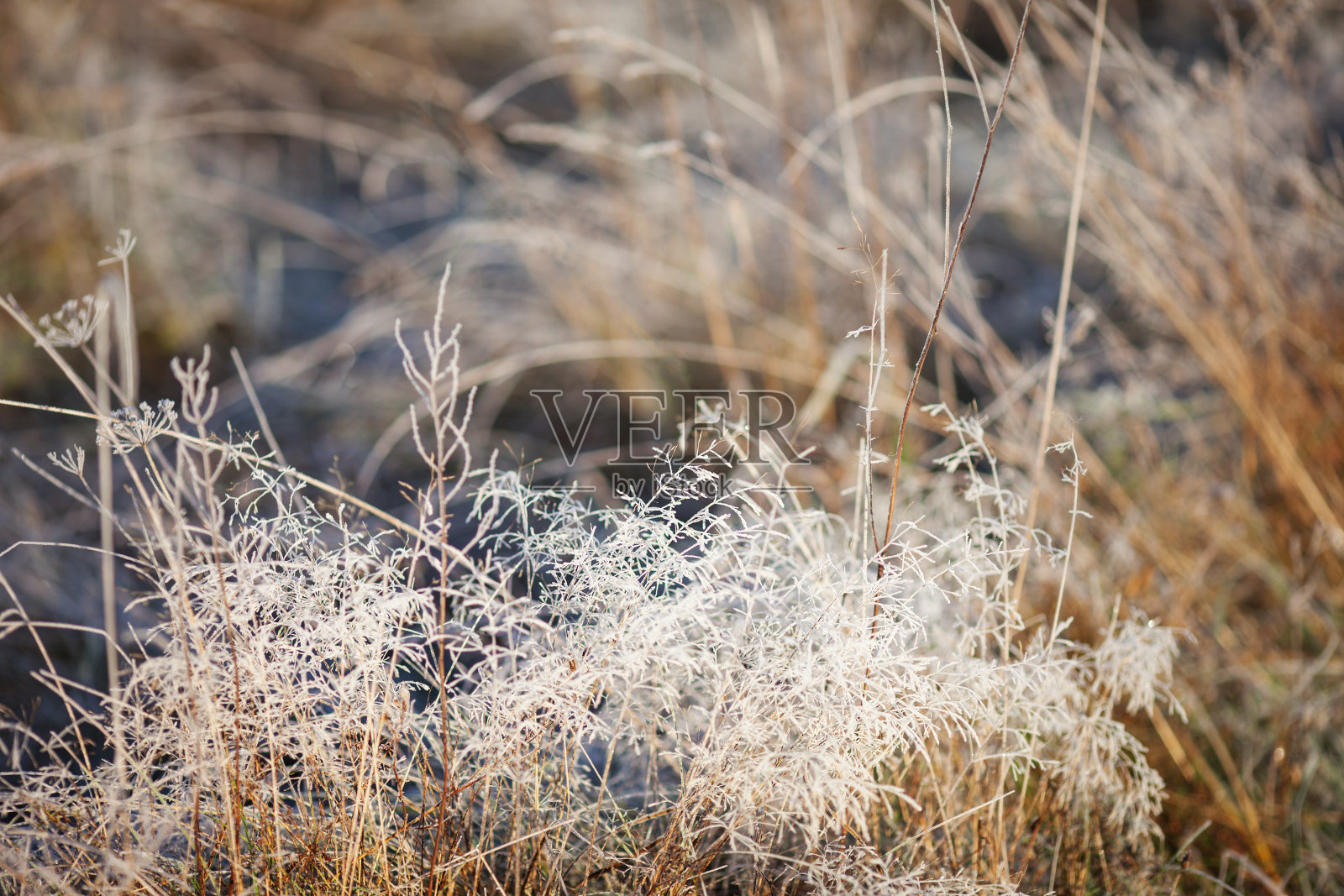 草地上的干草上结霜。霜覆盖草或野花。秋天乡间草地上的初霜。冬天的背景。软——。本空间照片摄影图片
