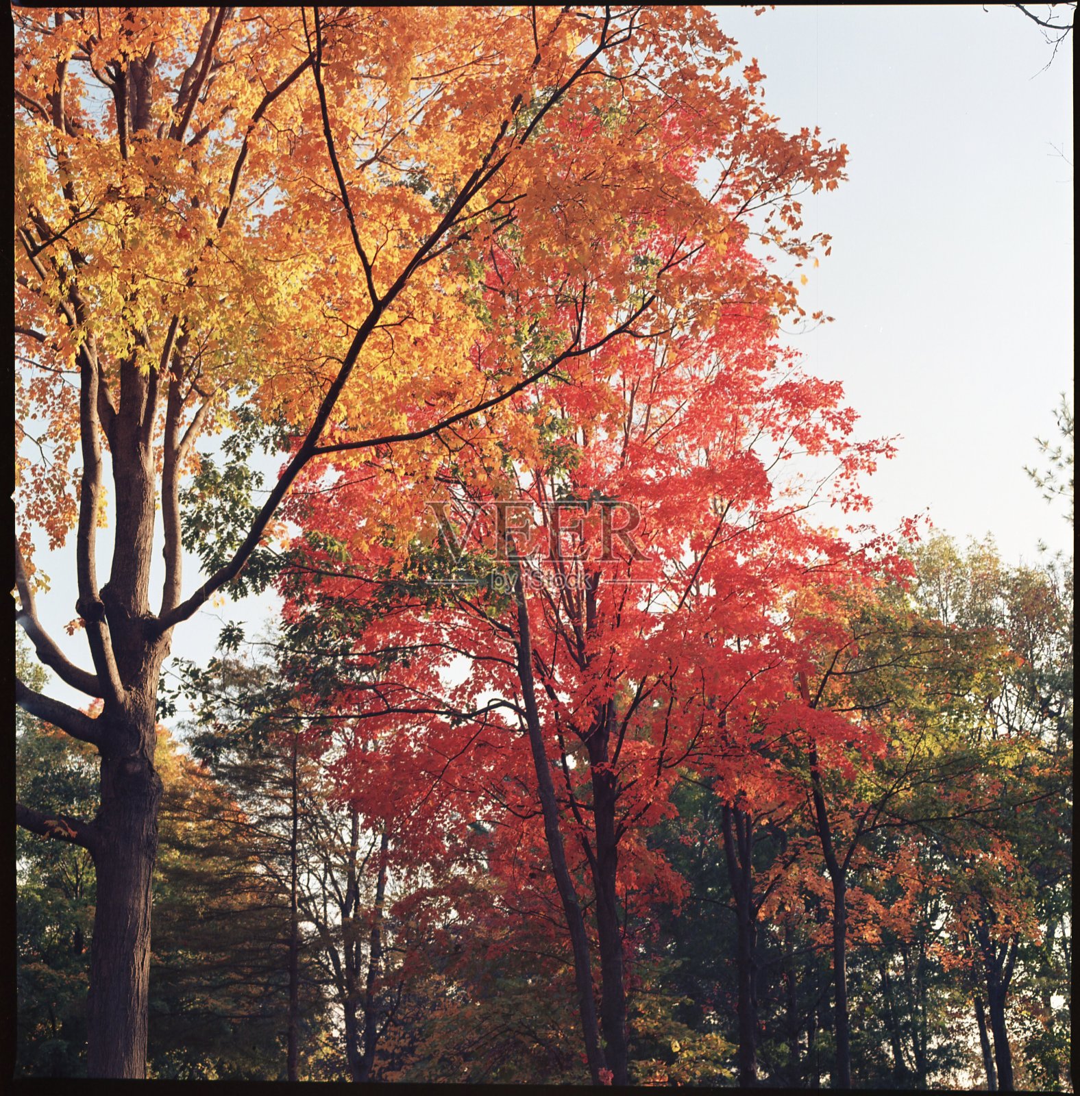 秋天的颜色照片摄影图片