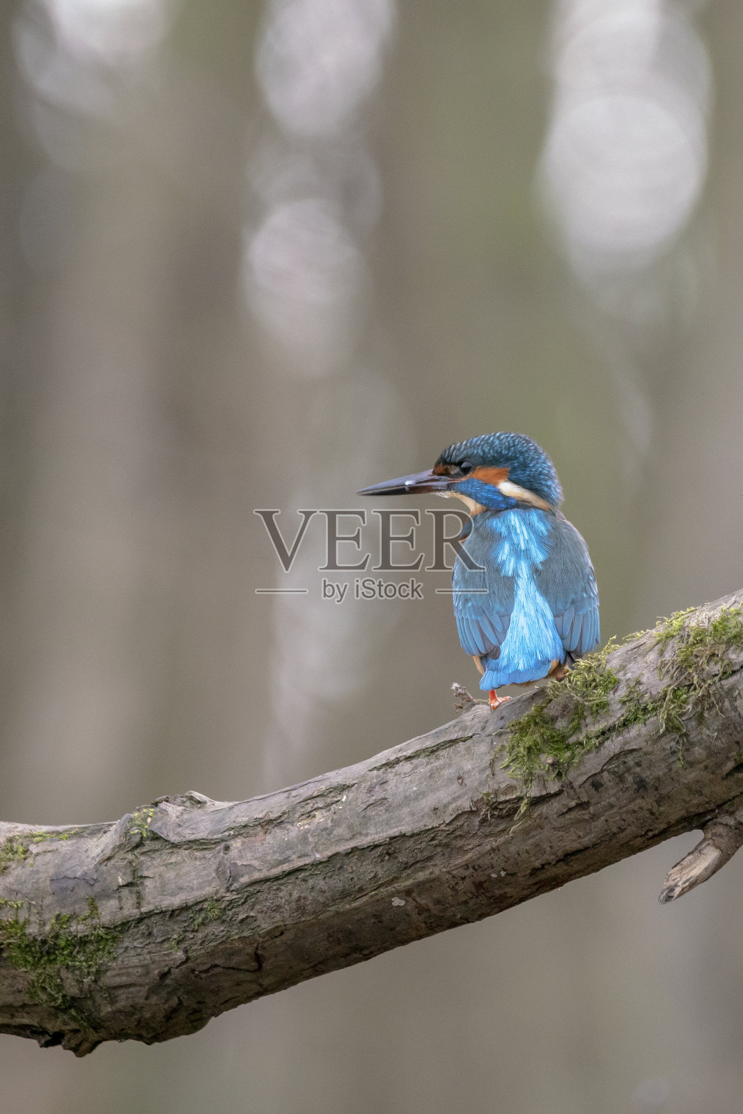 一只翠鸟(Alcedo atthis)栖息在荷兰北部(Huizen)森林中池塘上方的树枝上。照片摄影图片