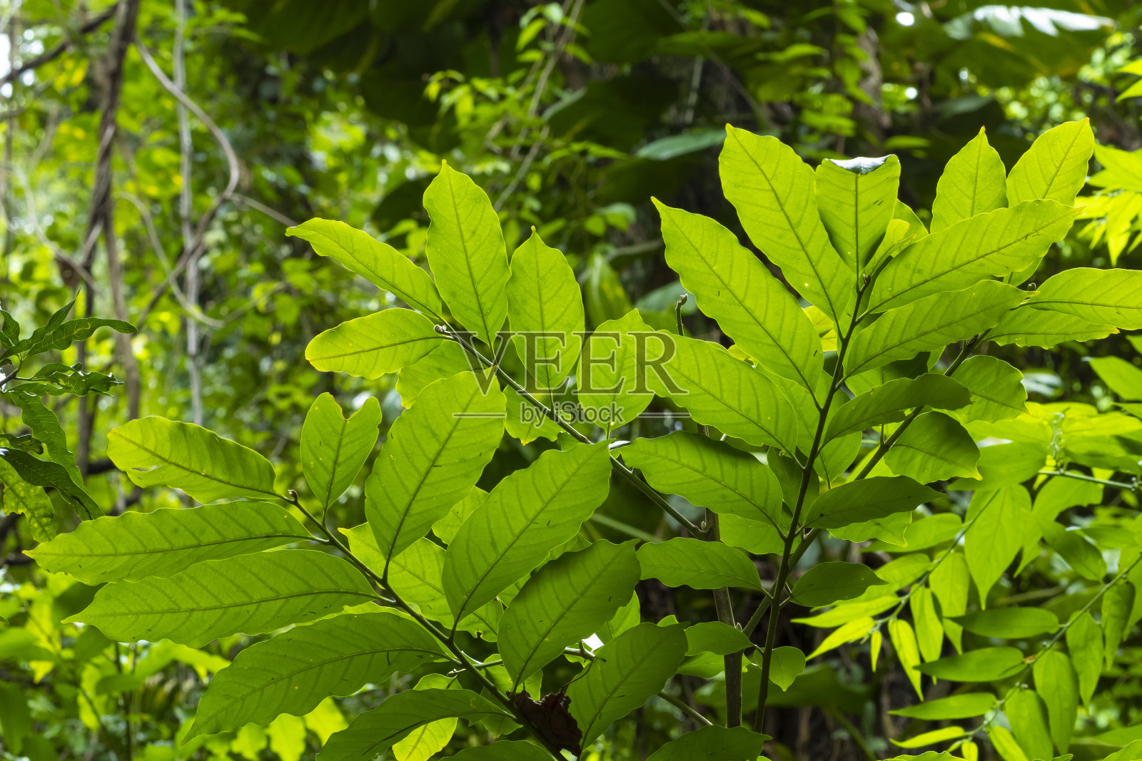 来自巴西环境保护区的外来植物照片摄影图片