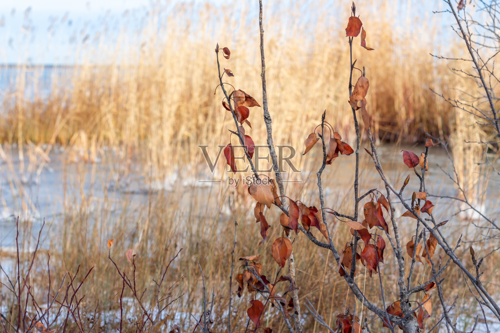 秋天的落叶照片摄影图片