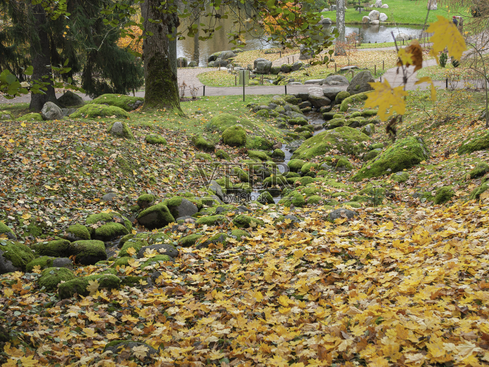 秋天橘叶照片摄影图片