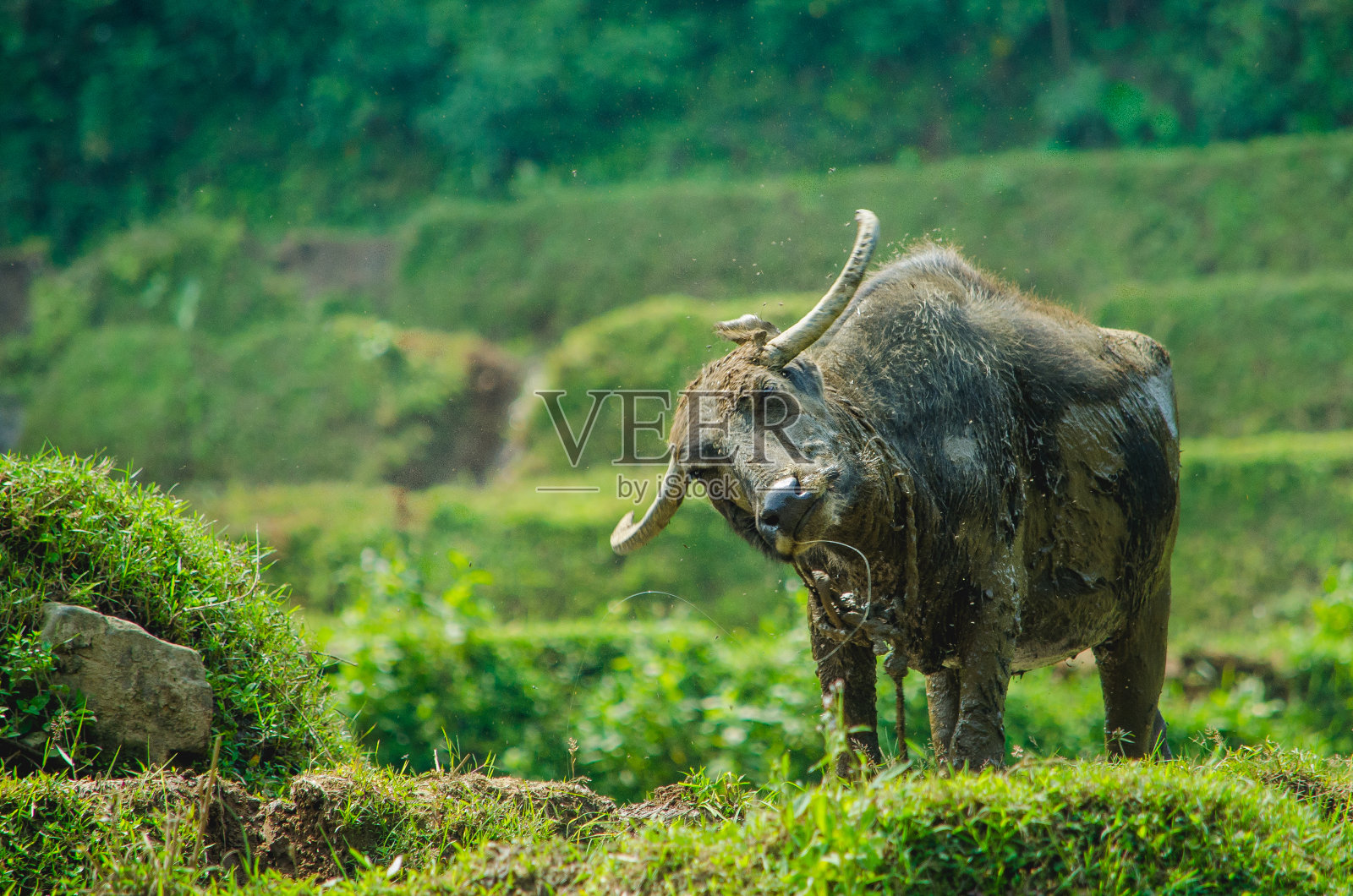 稻田里的公牛照片摄影图片