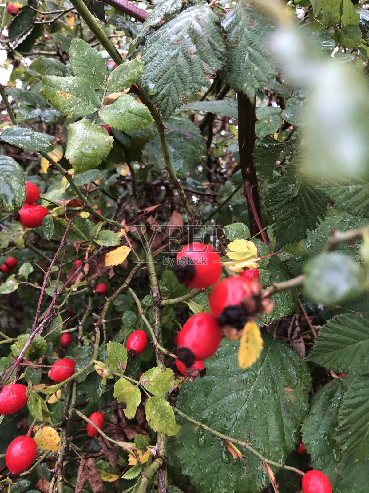 灌木上有美丽的红玫瑰果照片摄影图片