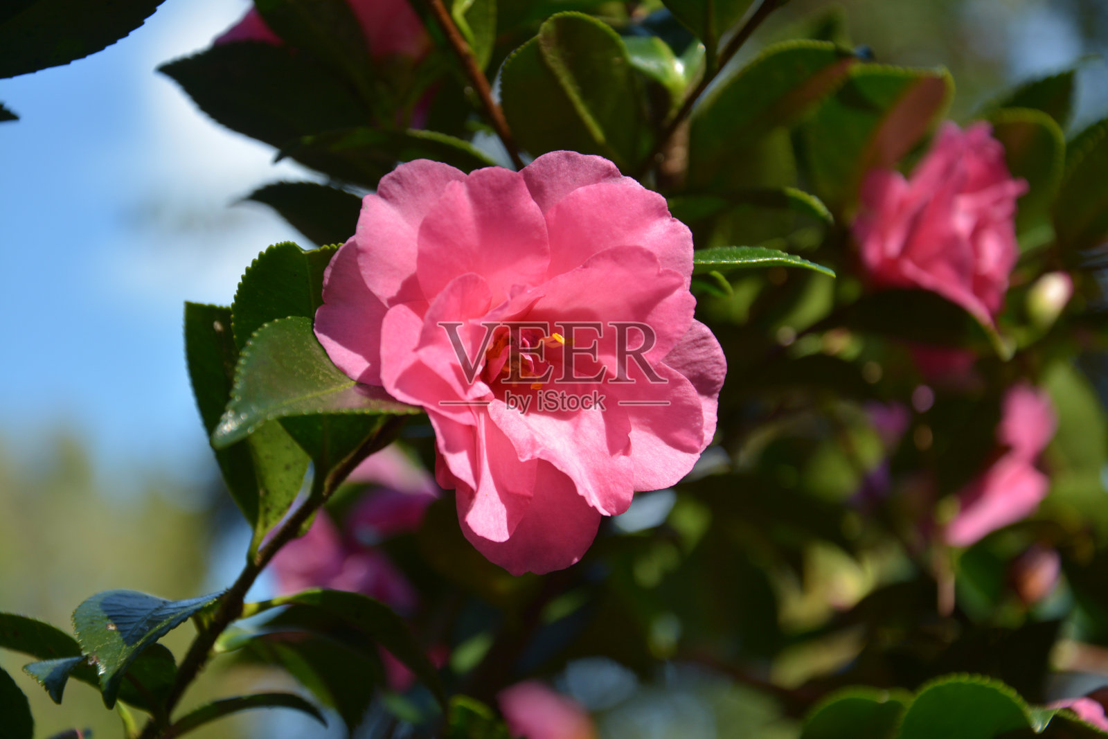 一株山茶花在灿烂的阳光下绽放照片摄影图片