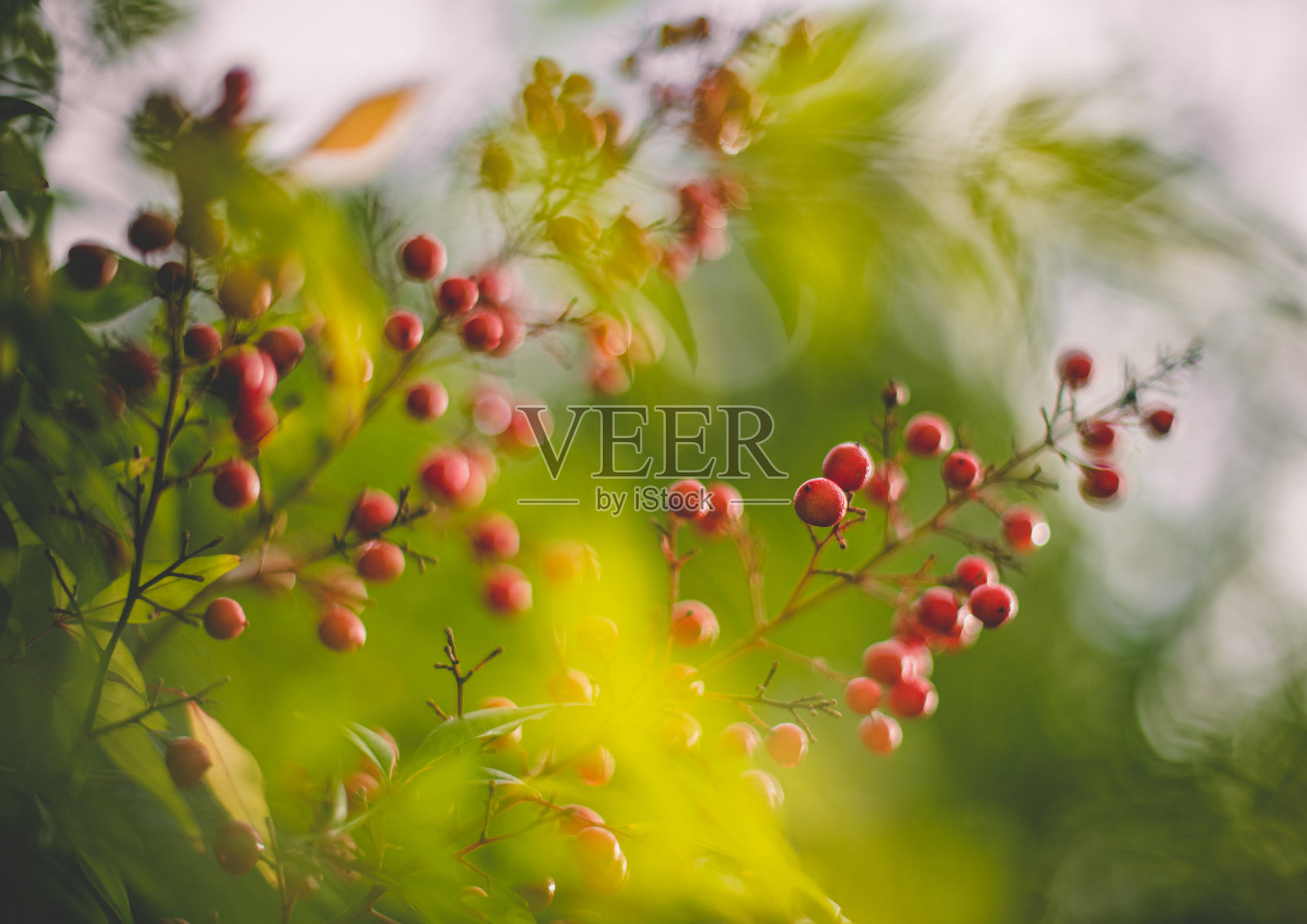 家竹(圣竹)照片摄影图片