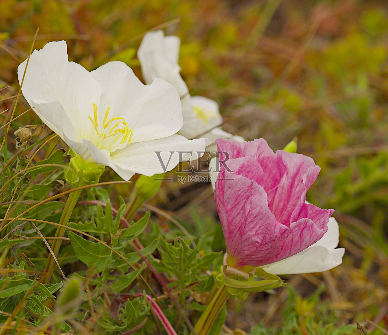 几种夜间开花的植物，被称为Don Diego de la Noche照片摄影图片