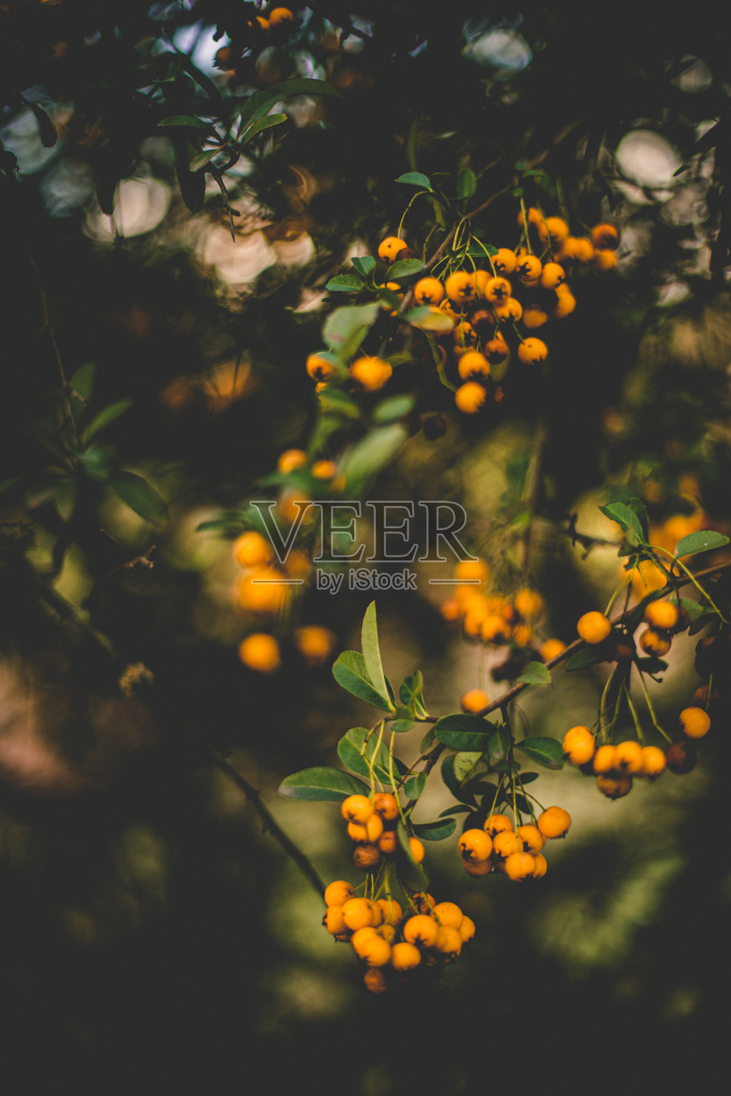 科托内斯特·萨利西福利斯·埃布里安西斯照片摄影图片