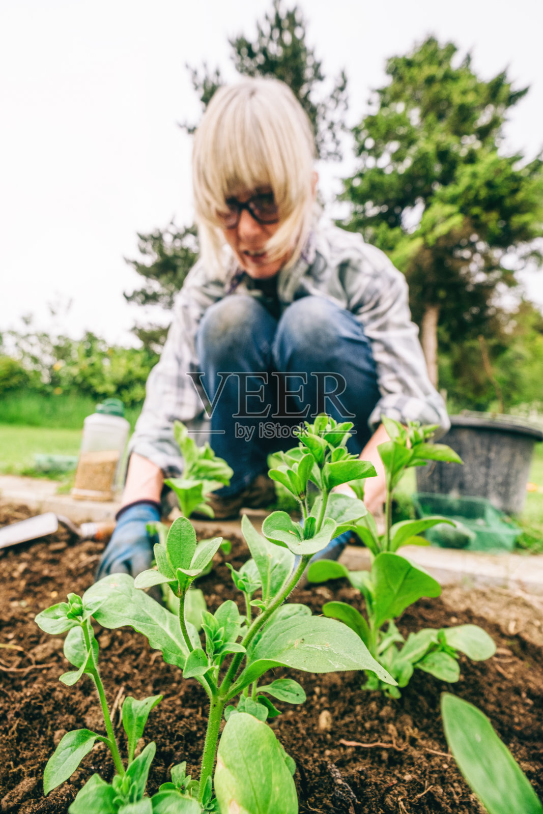 健康的植物和良好的土壤只需要阳光和水照片摄影图片