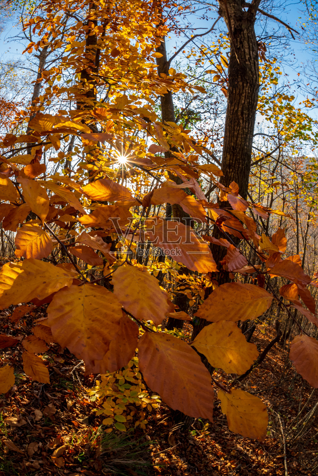 秋天五颜六色的树叶照片摄影图片