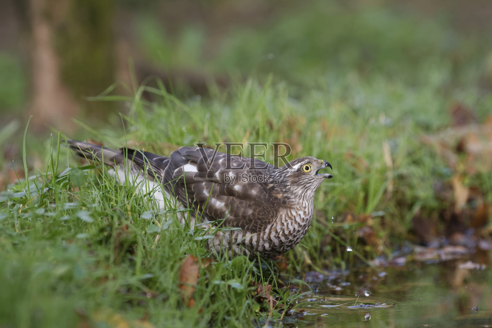 雌欧亚雀鹰饮水照片摄影图片