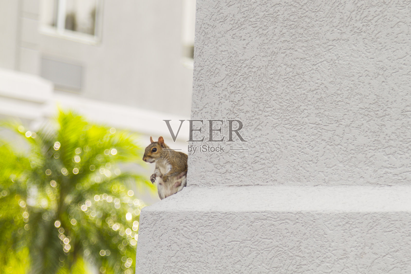 红松鼠环视着房子照片摄影图片