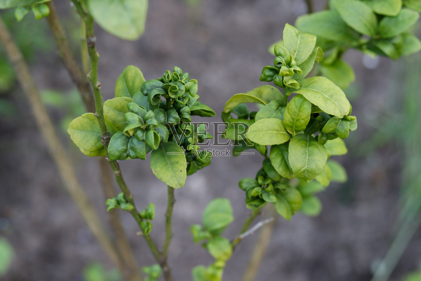 一棵尚未结果的小柠檬树。照片摄影图片