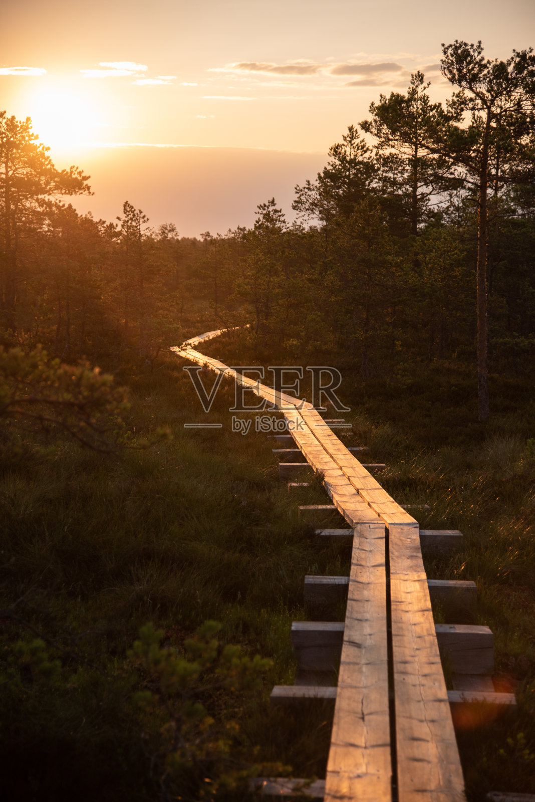 阳光照射的沼泽小道照片摄影图片