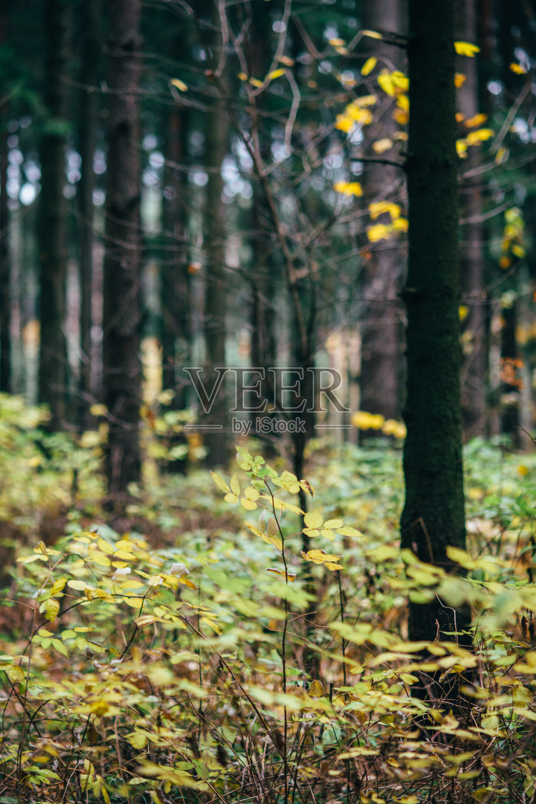 晚秋森林背景照片摄影图片