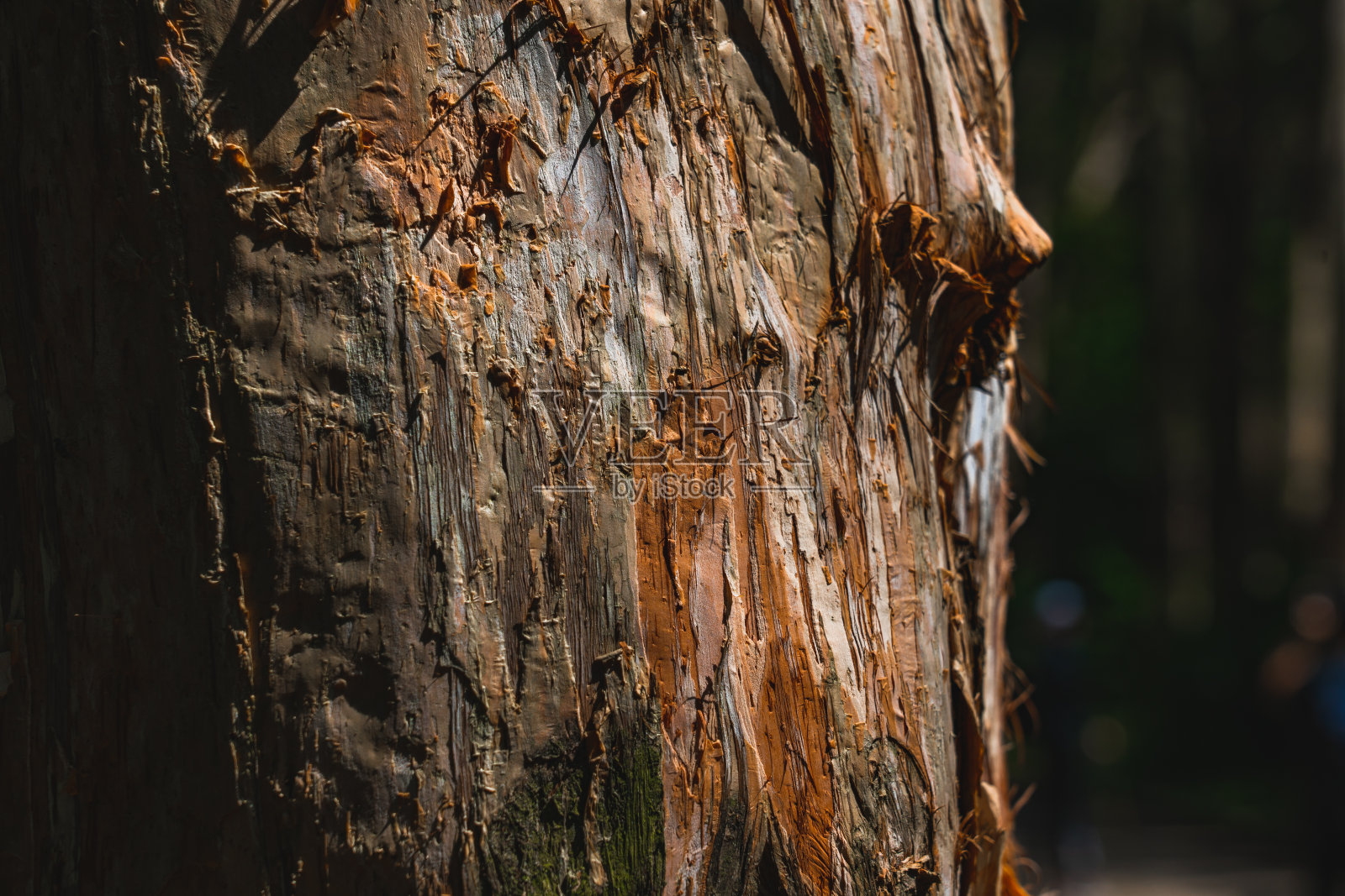 树干的特写照片摄影图片