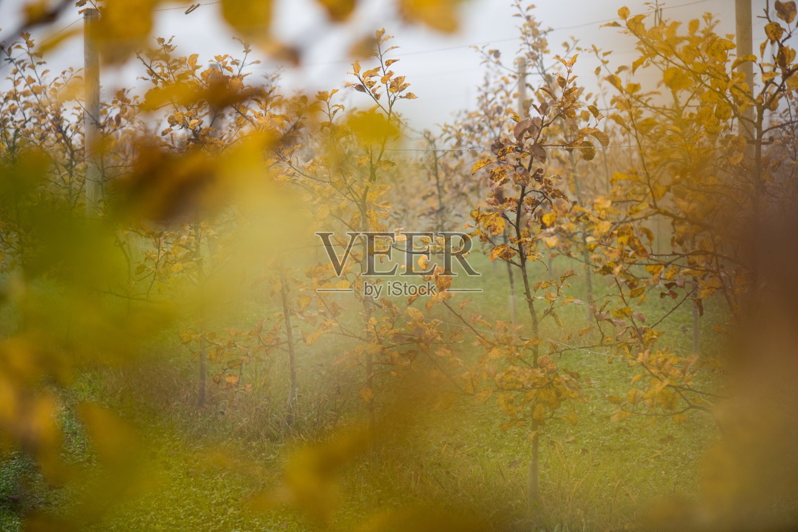 色彩斑斓的苹果园照片摄影图片