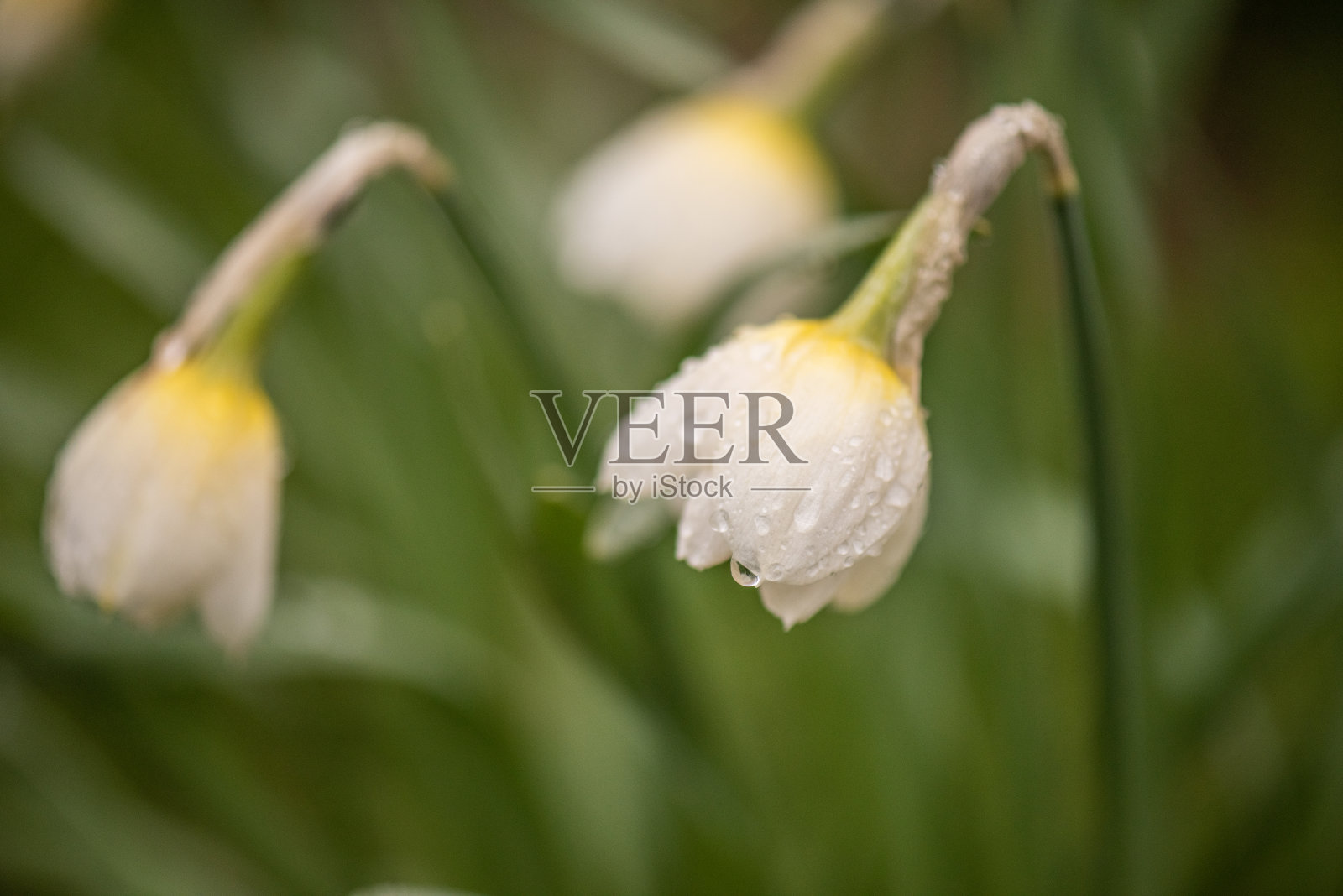 白水仙照片摄影图片