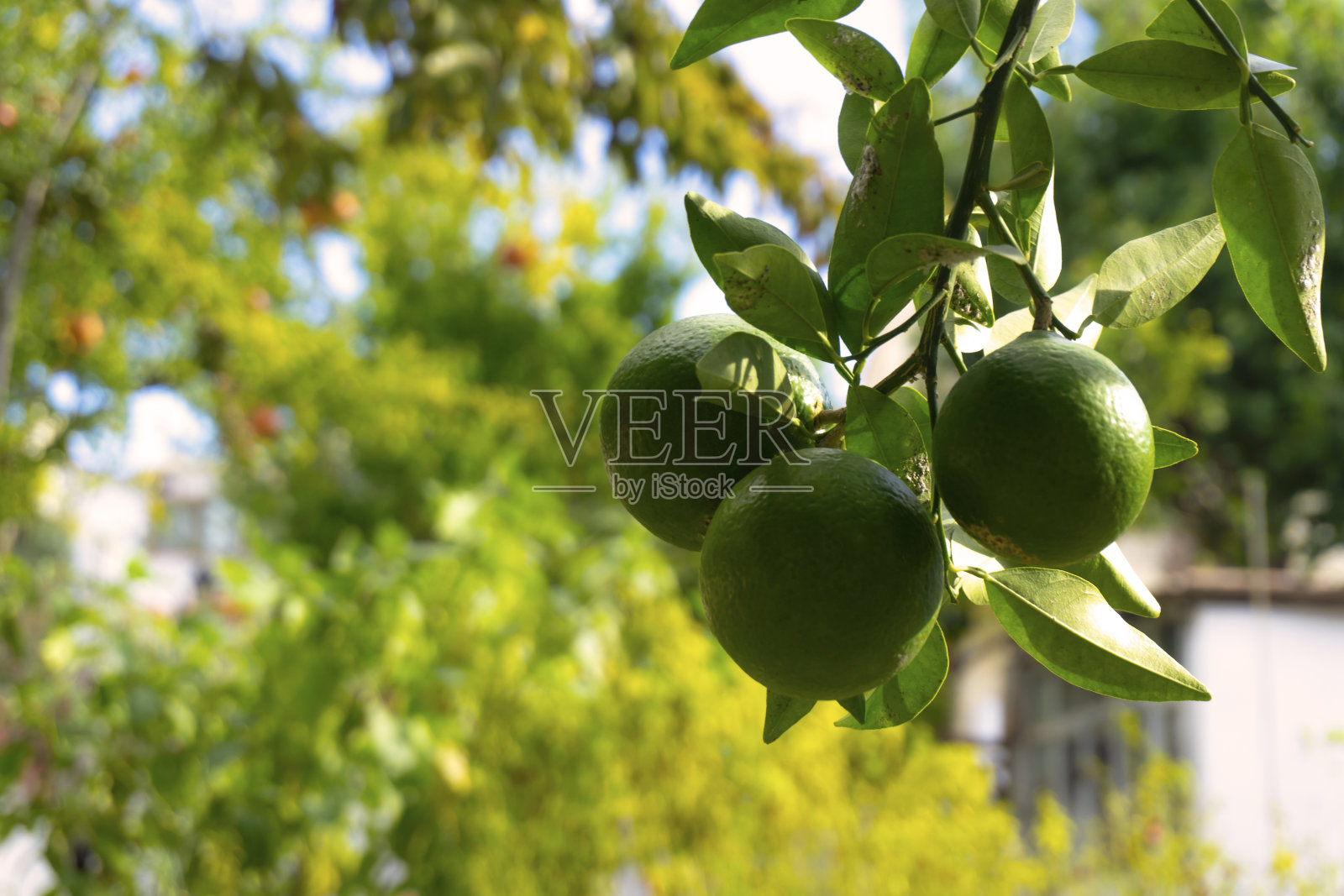 柠檬树分支照片摄影图片