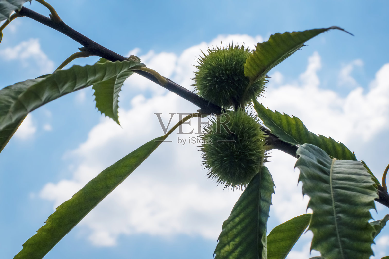 近距离观察马栗树和大自然中的绿叶照片摄影图片