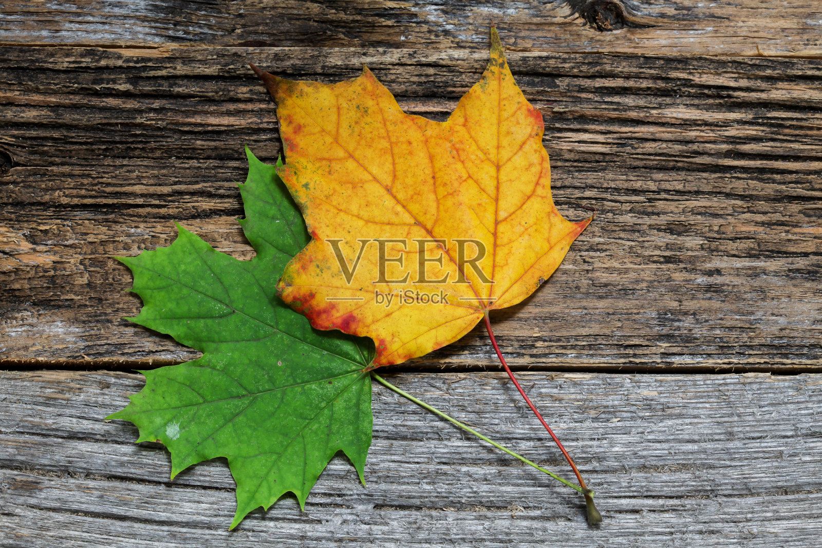 木制背景上的两片秋天颜色的叶子照片摄影图片