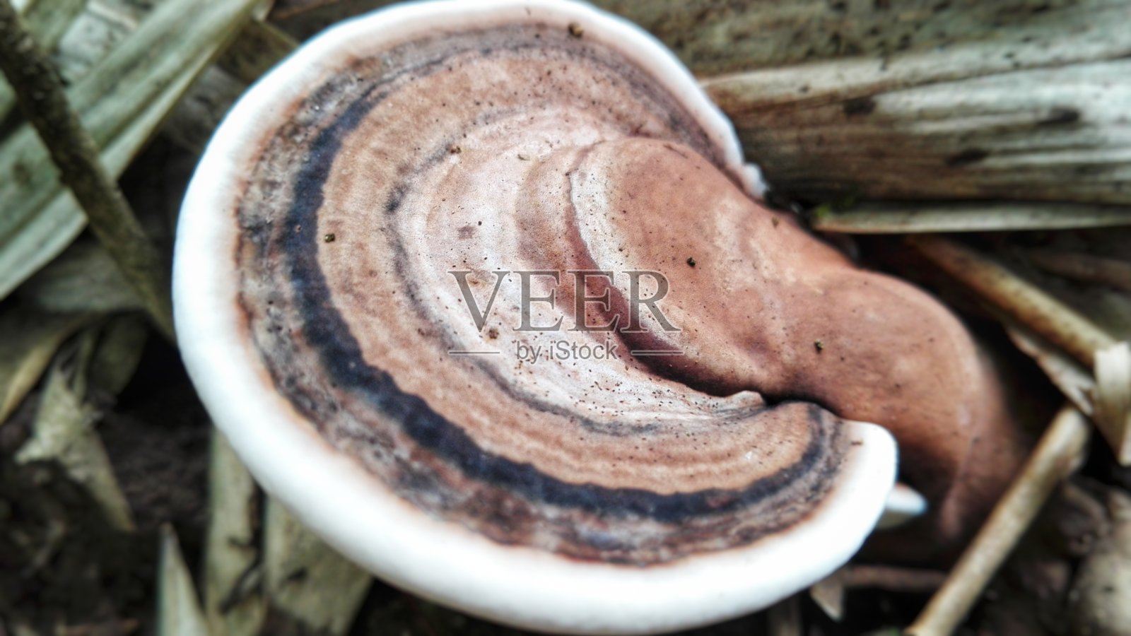 蘑菇的高角度视图照片摄影图片