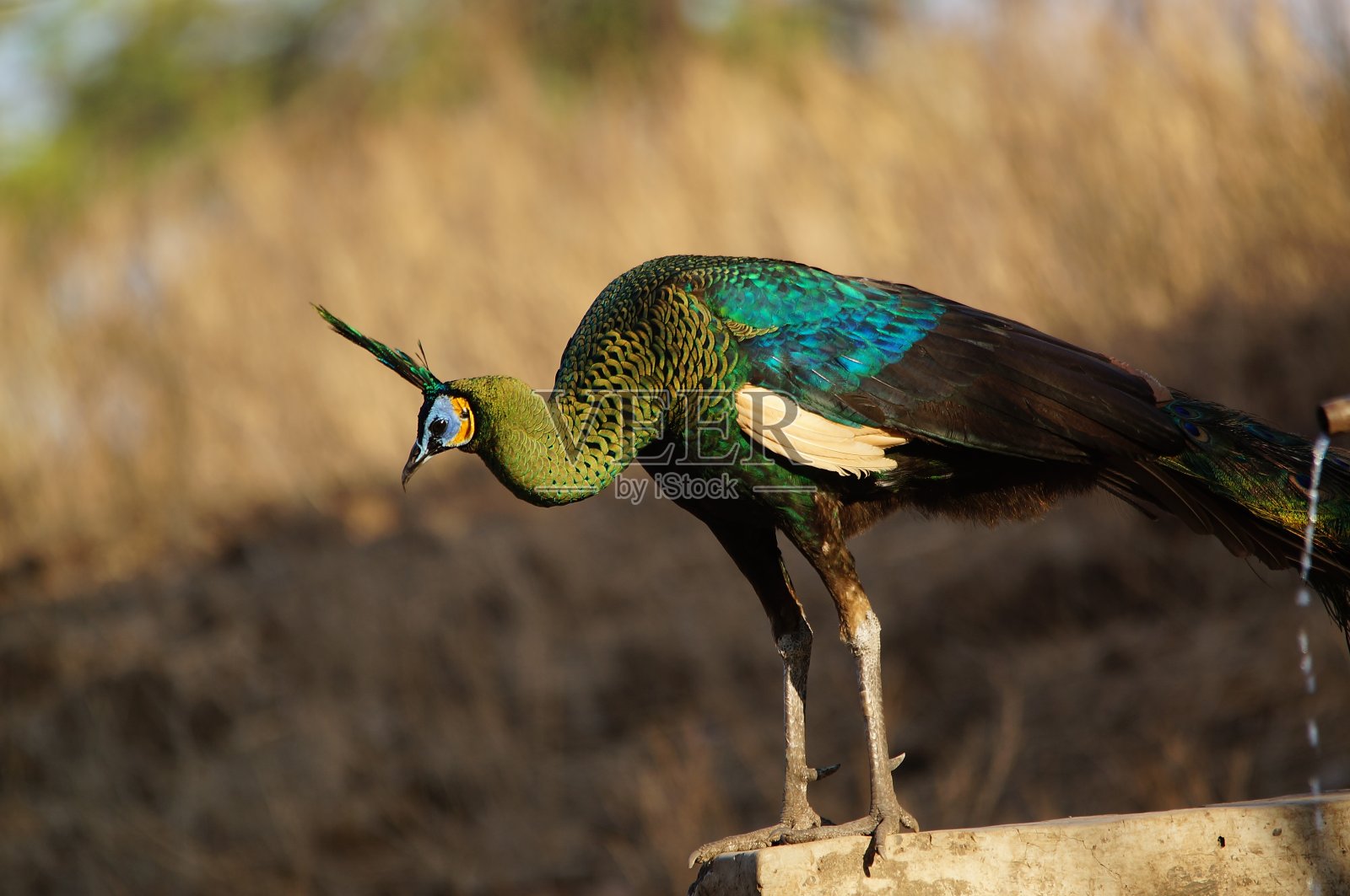 雄孔雀在森林里照片摄影图片
