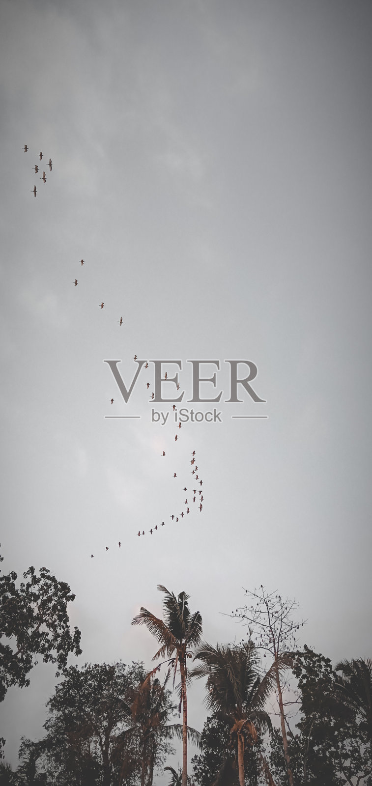 迁徙鸟类照片摄影图片