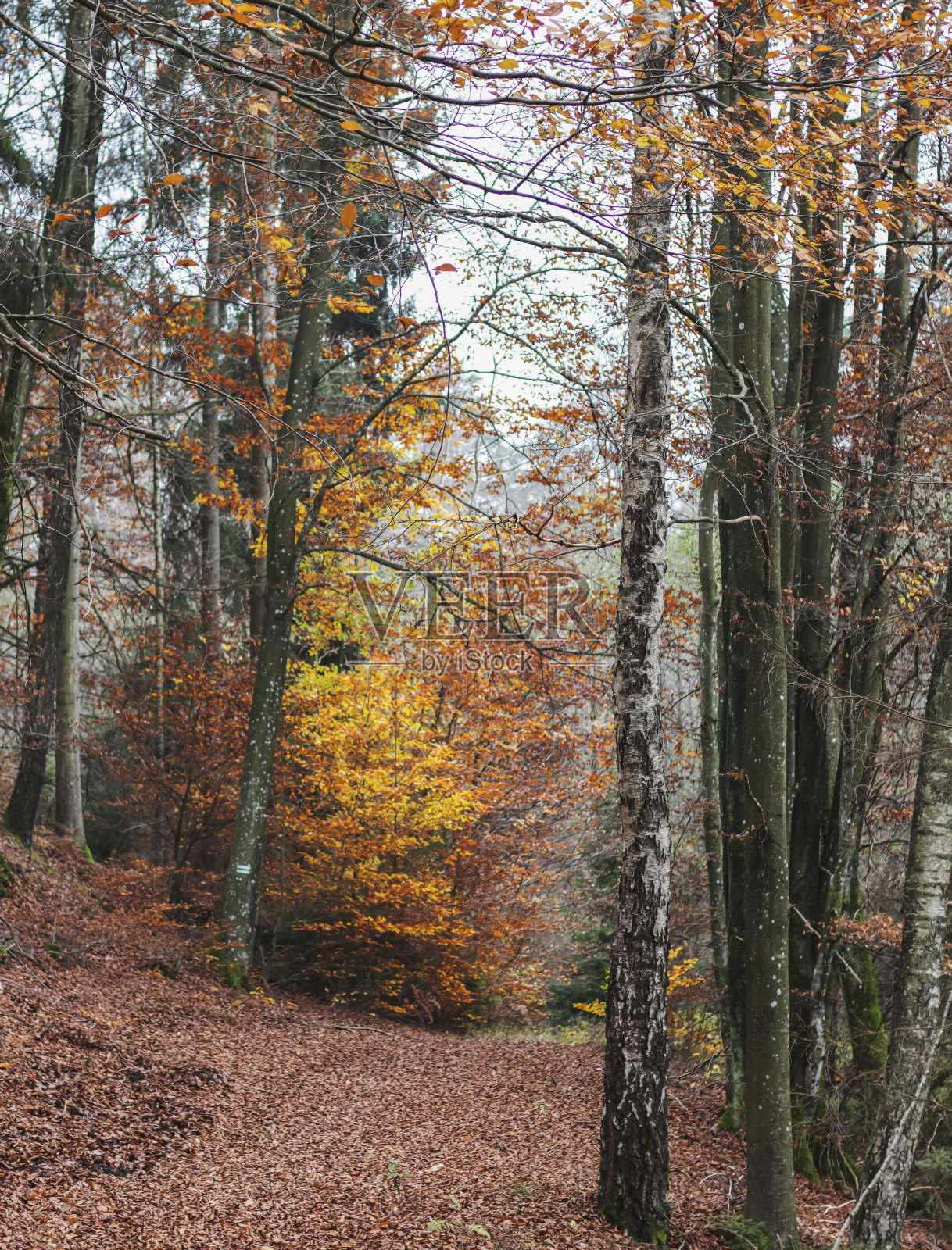 秋天的森林景观照片摄影图片