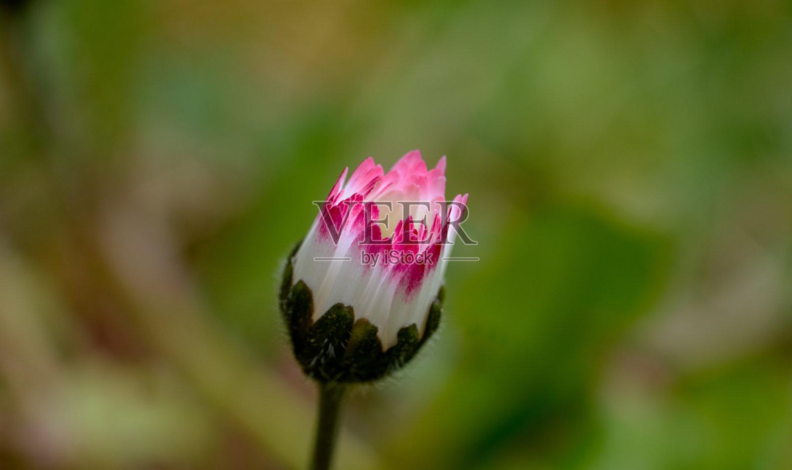 雏菊的特写照片摄影图片