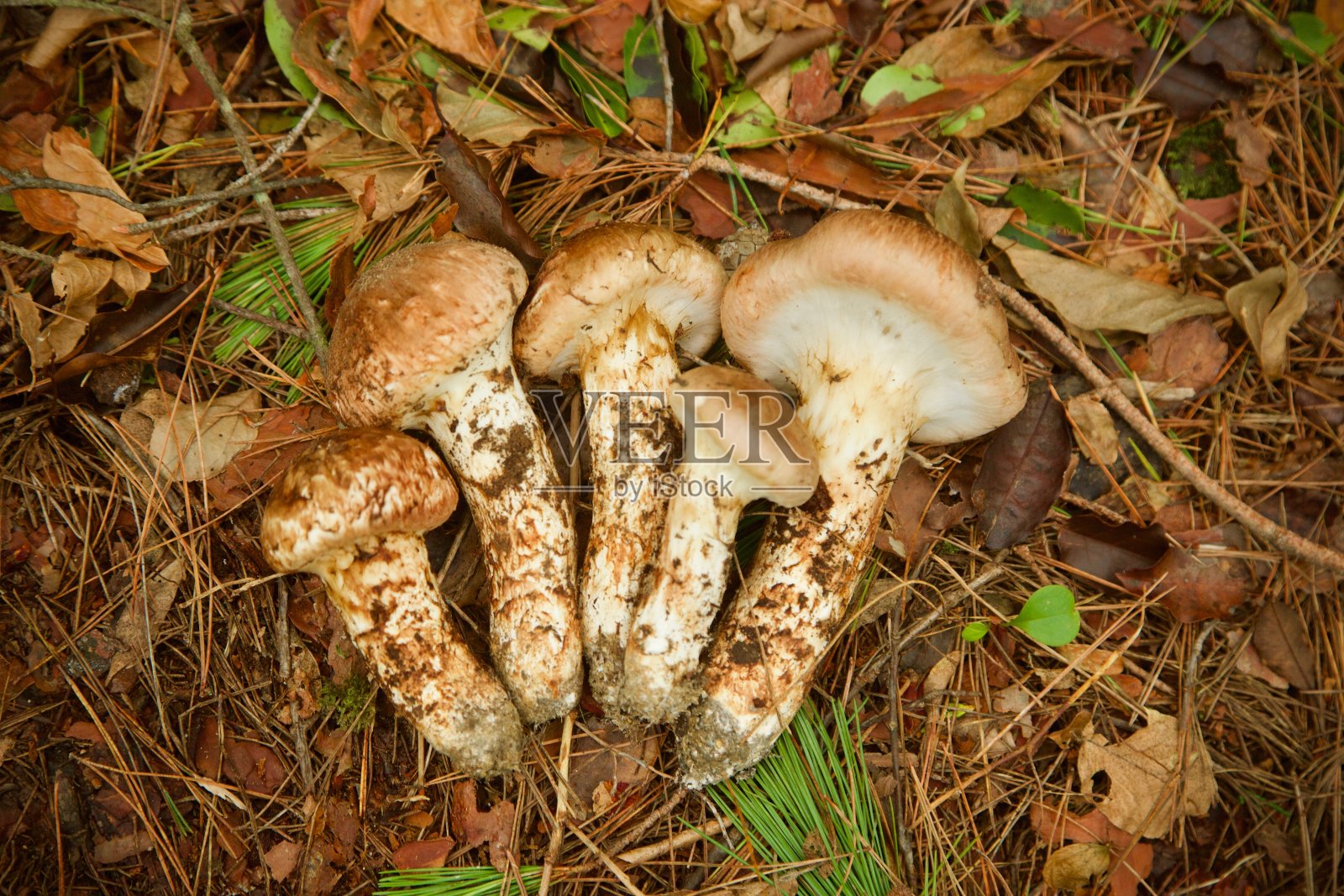 日本松茸照片摄影图片