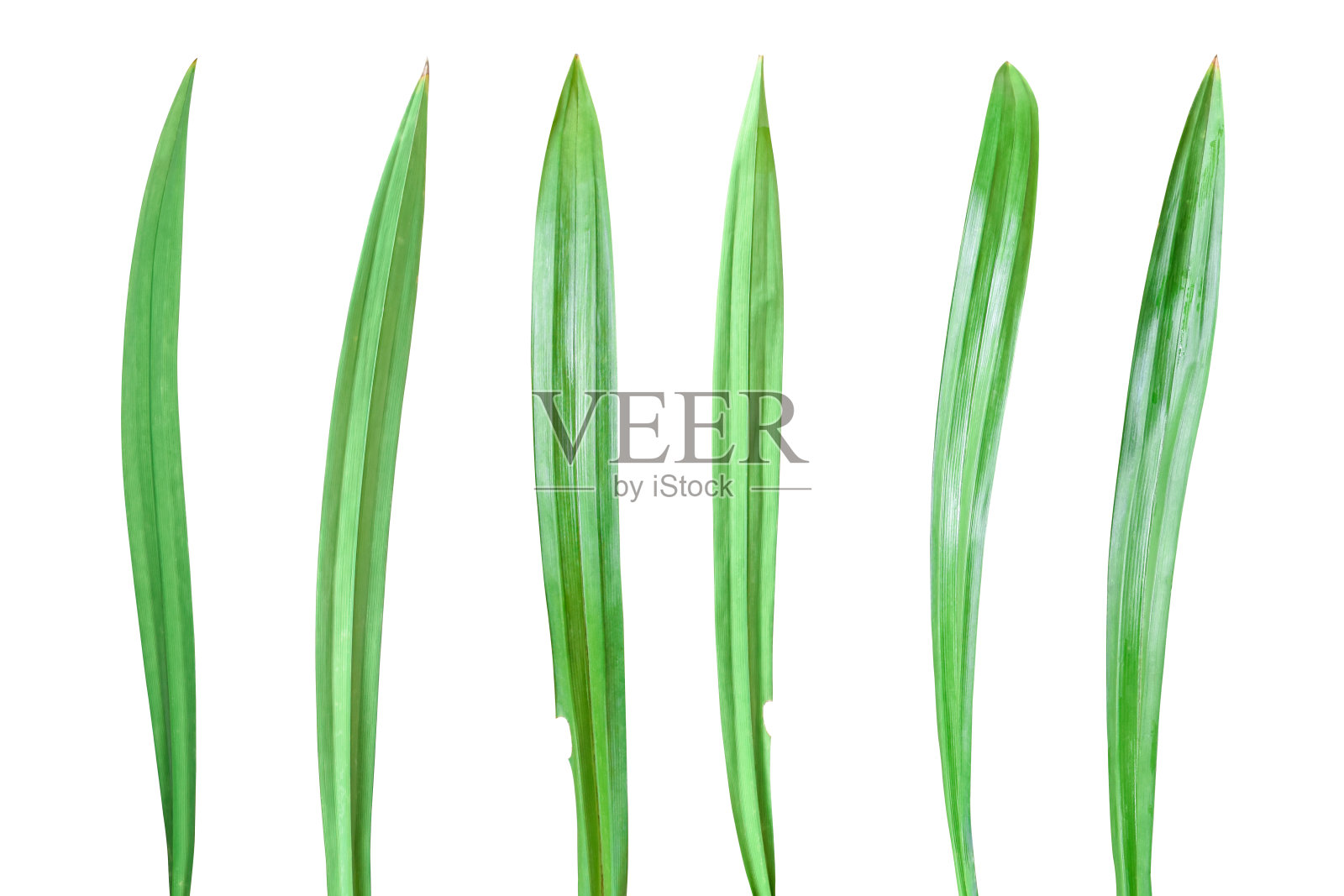 收集鲜香兰叶孤立在白色背景照片摄影图片