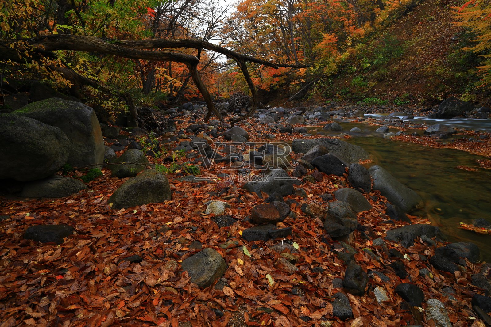 秋天的八毛满台照片摄影图片