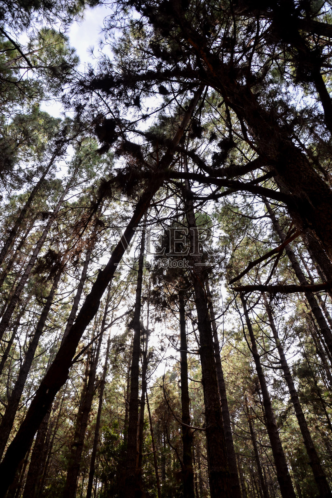 西班牙特内费热带火山加那利群岛的景观照片摄影图片