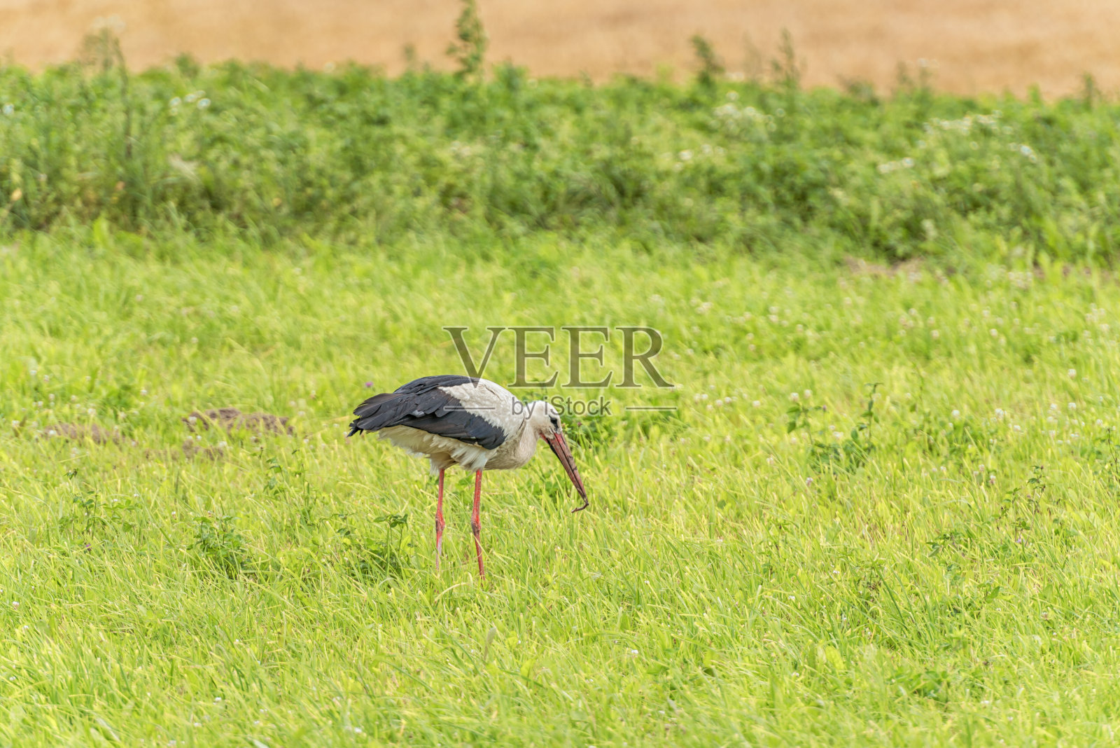 鹳在农村的草地上行走。绿草的背景。照片摄影图片