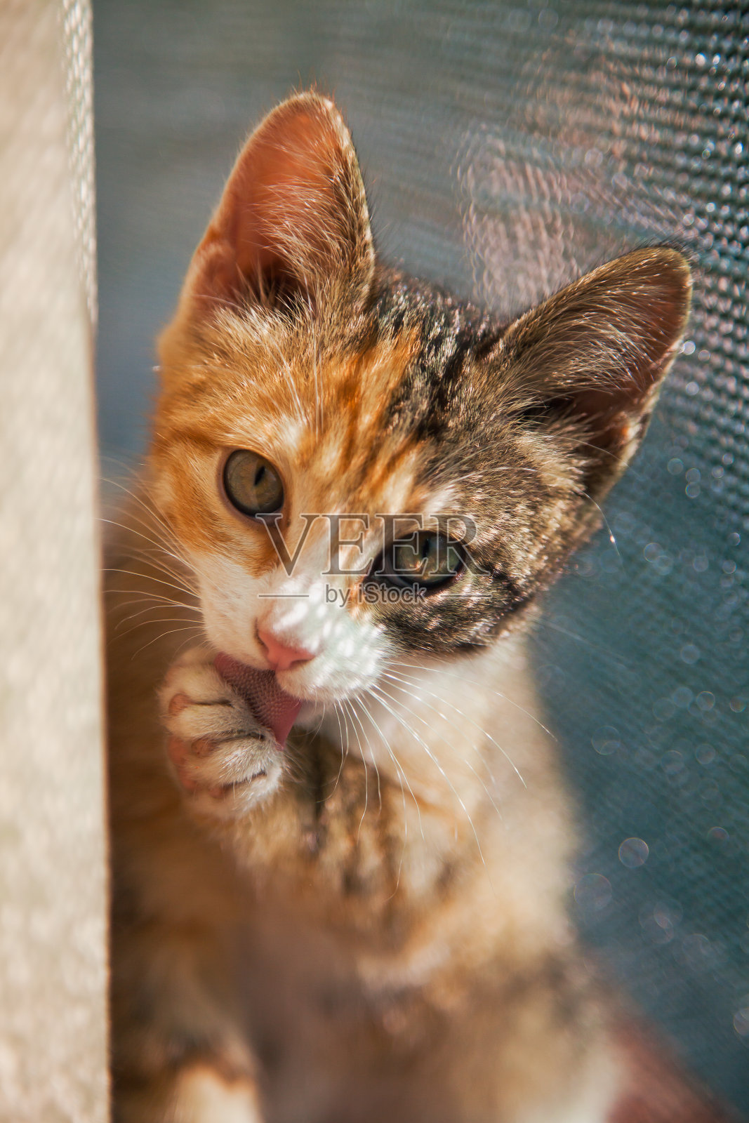 特写的红小猫在自然光，宠物看相机照片摄影图片