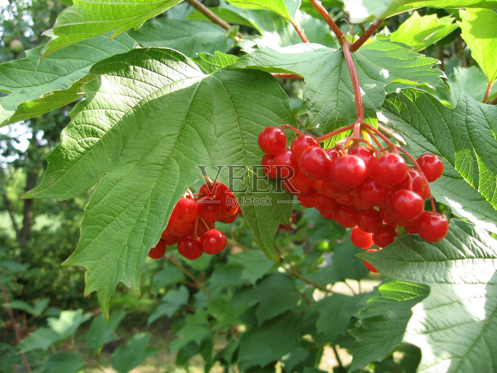 绿叶下的一束荚蒾。红色荚蒾是乌克兰的象征之一。乌克兰的园艺照片摄影图片