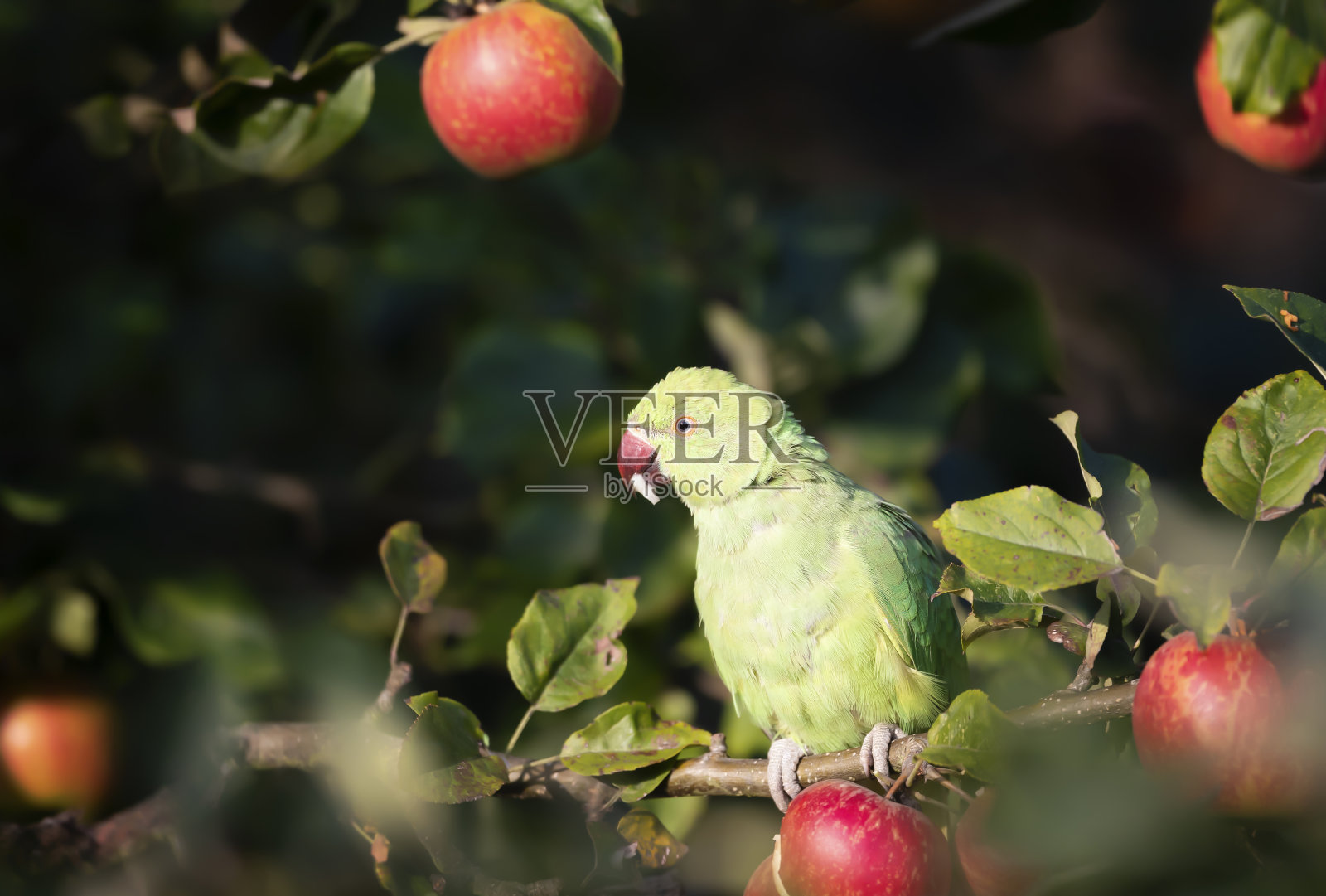 一个环颈长尾小鹦鹉在一棵苹果树上吃苹果的特写照片摄影图片
