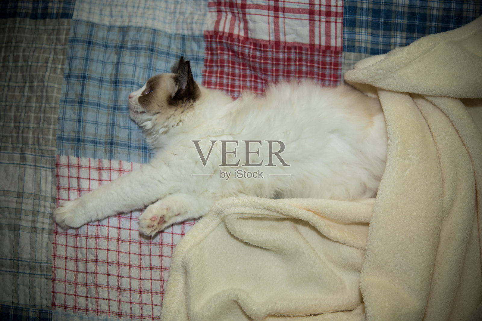 年轻美丽的纯种布娃娃猫在家照片摄影图片