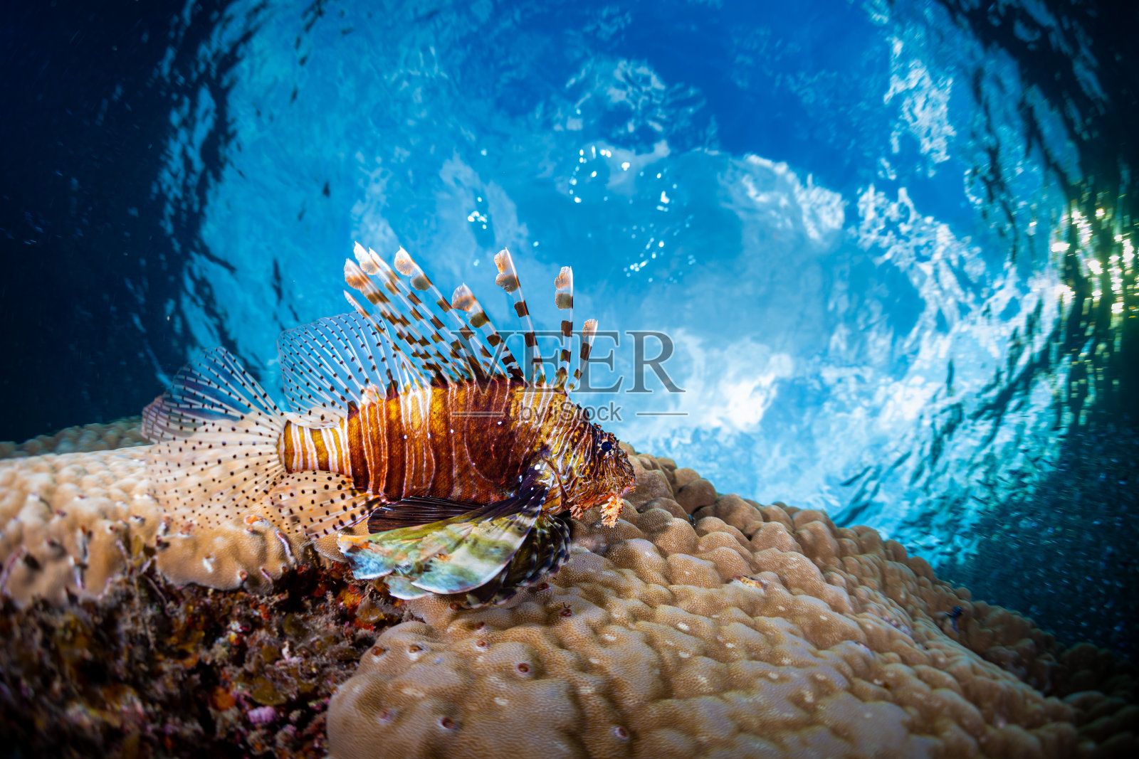 珊瑚上的狮子鱼照片摄影图片