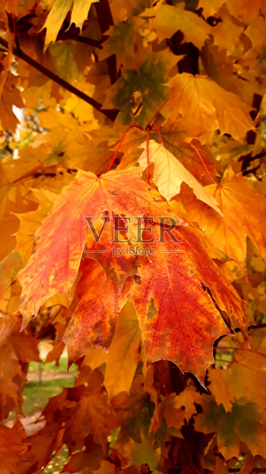 金色的秋天照片摄影图片