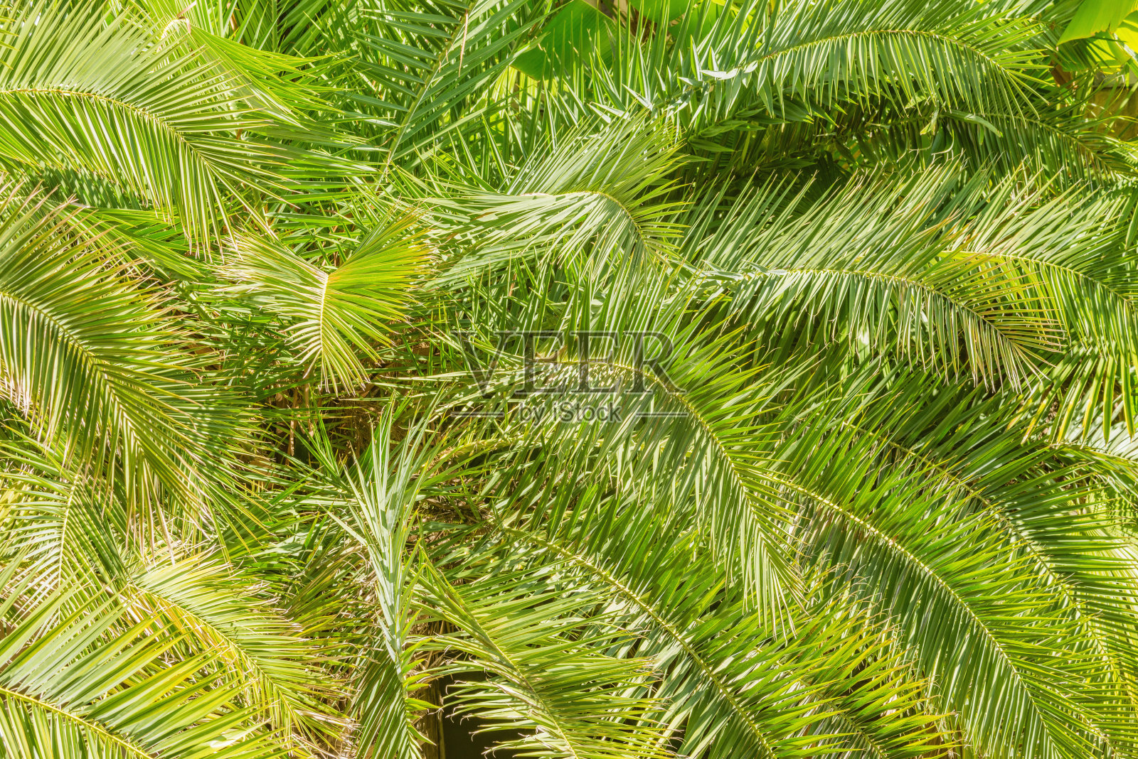 海滩边的城市公园里有棕榈树。照片摄影图片