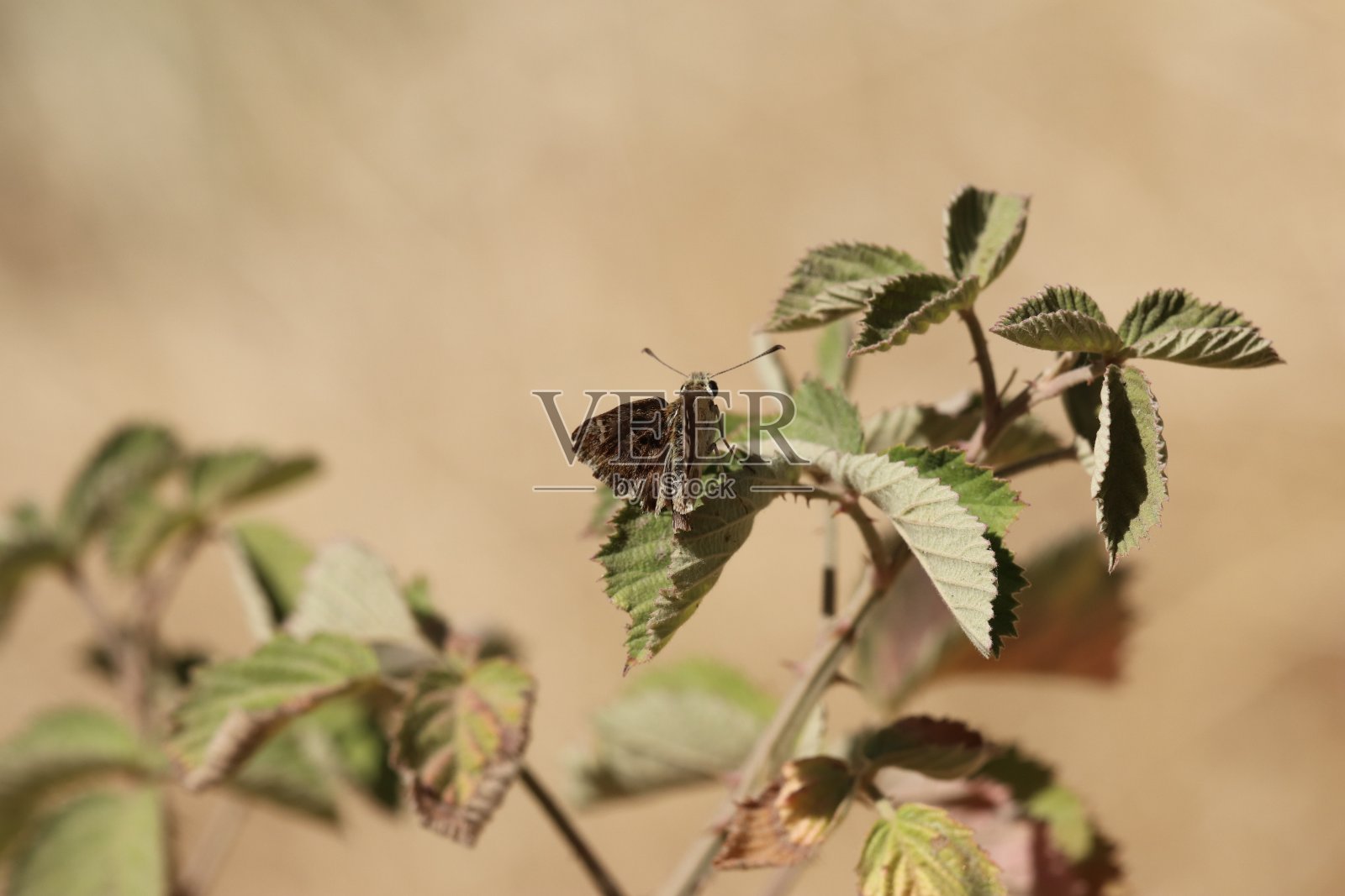 自然环境中的蝴蝶照片摄影图片