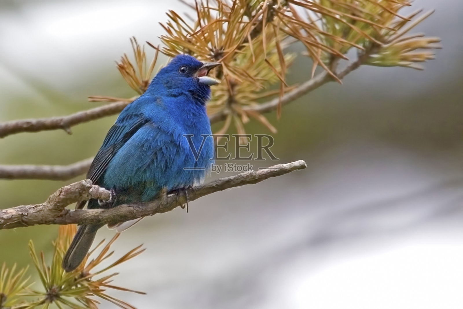 雄性靛蓝鹀，雀形目，在唱歌照片摄影图片
